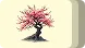 Blooming Sakura